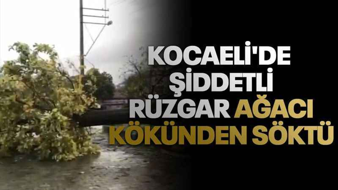 Kocaeli'de şiddetli rüzgar ağacı kökünden söktü